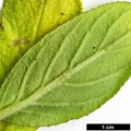 SpeciesSub: subsp. exasperatum